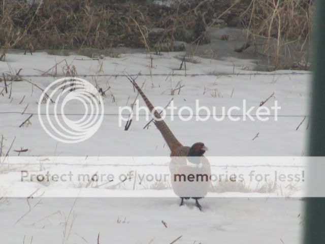 Firstpheasants002.jpg