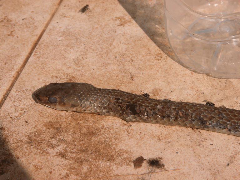 Snake2.gif