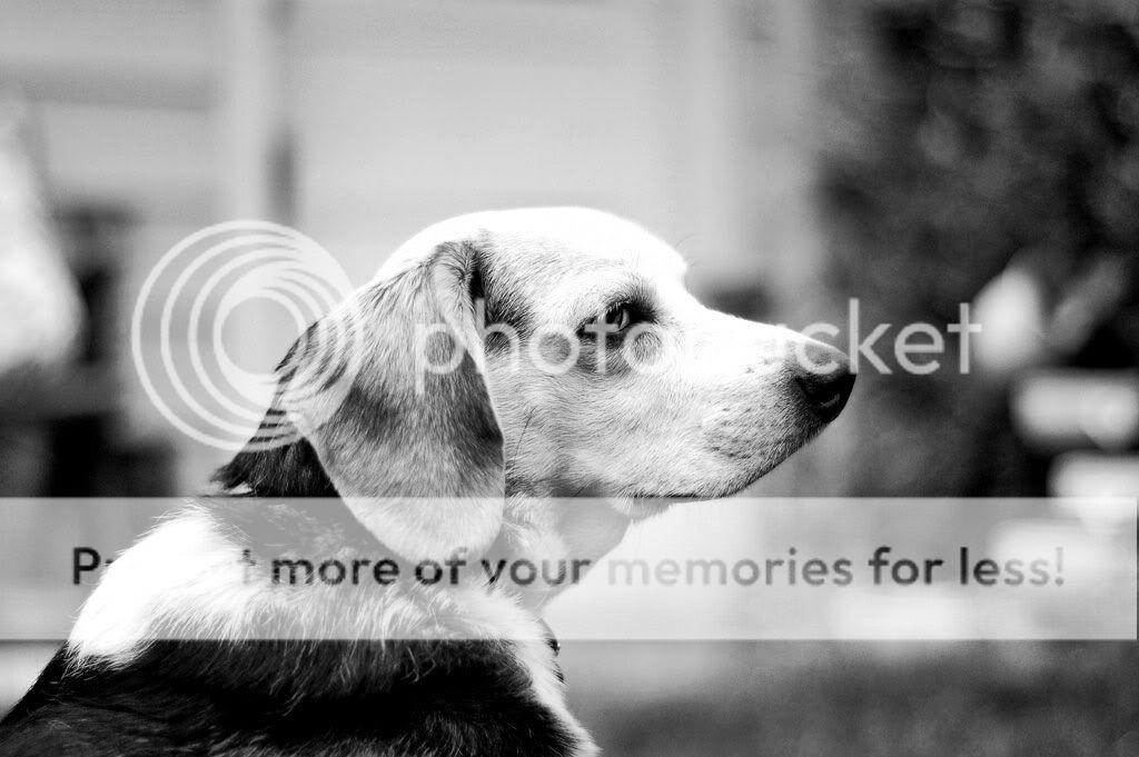 Had to put my dog down today.