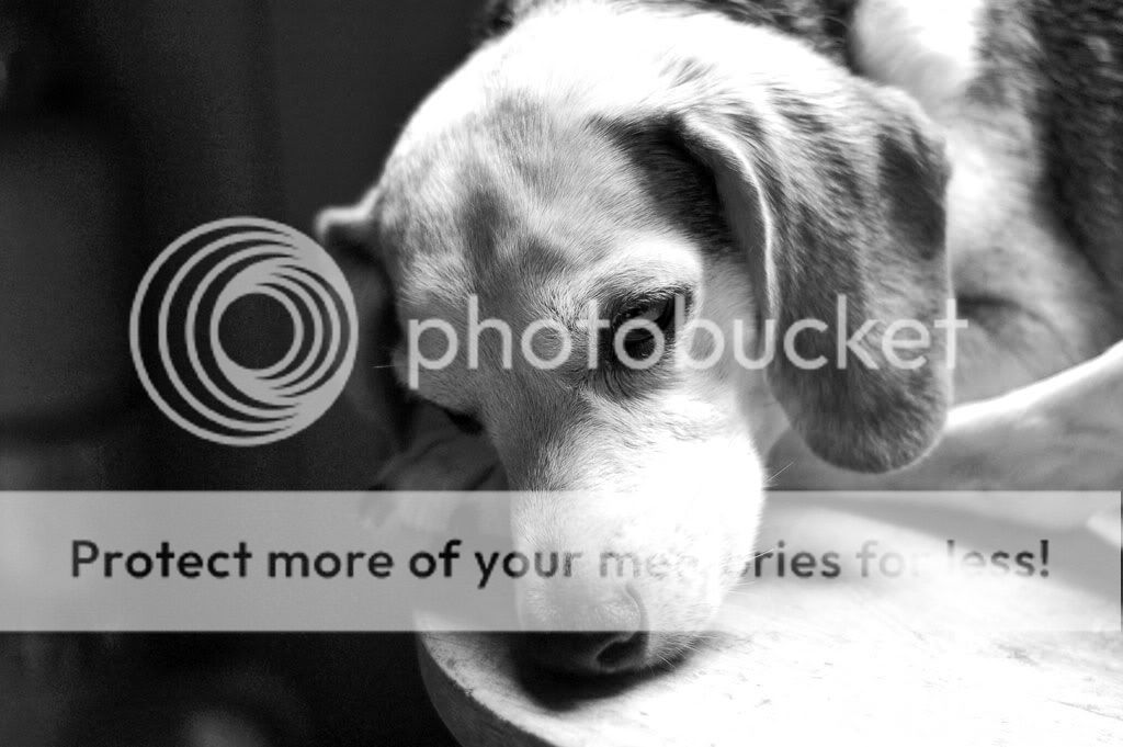 Had to put my dog down today.