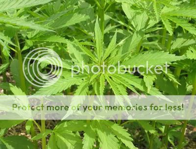 Cannabis Cannabis