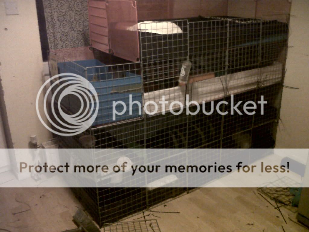 How can I stop my rabbit shredding up newspaper? Page 7 Rabbits United