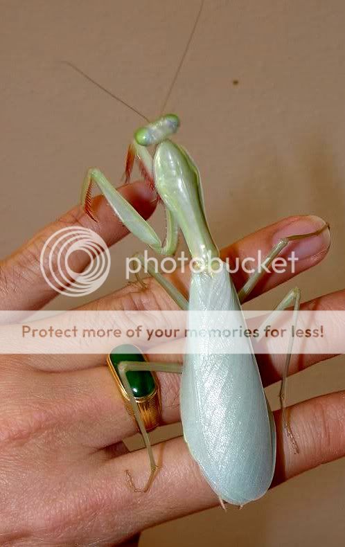 Насекомые и их знакомые 2014 - График Выхода и обсуждение