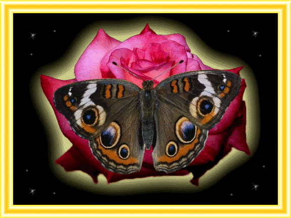 Butterfly Words