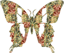 Butterfly Graphics
