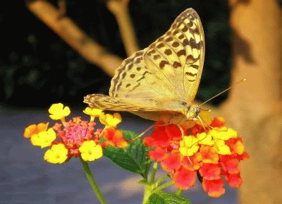 Butterfly Scraps