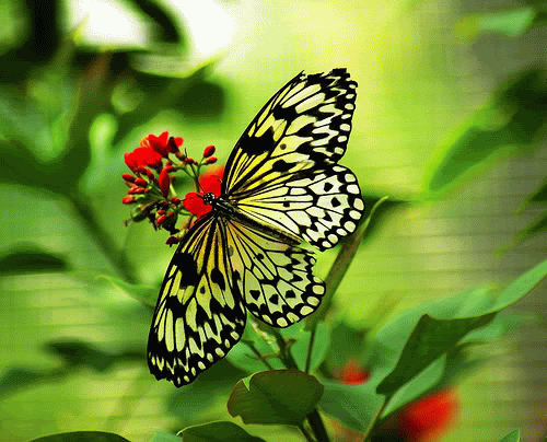 Butterfly Codes