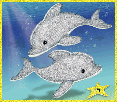 Dolphin Cards