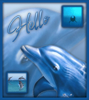 Dolphin Photos