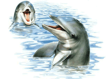 Dolphin Greetings