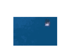 Dolphin Words
