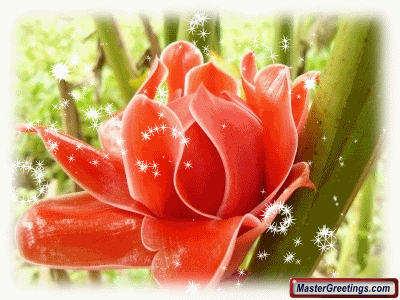 Flower Greetings