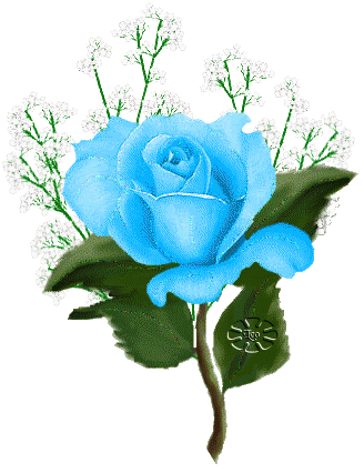 Rose Glitters