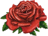 Rose Animations